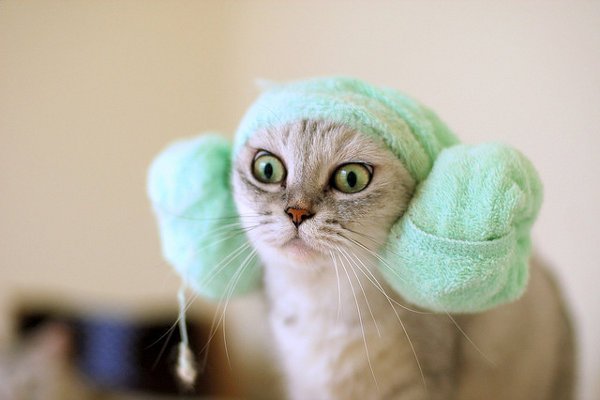 funny-cat-with-a-towel.jpg