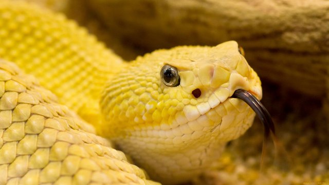 yellow-snake-desktop-background.jpg