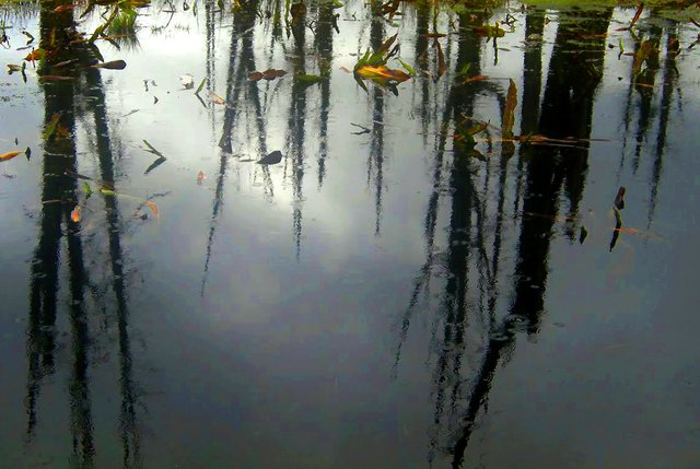 reflections-swamp.jpg