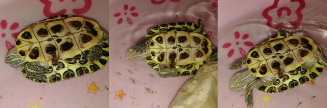 Dailypetphotography Finally Photographed A Little Turtle Stand Up 终于拍到小乌龟翻身 48 Steemit