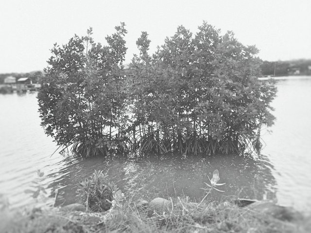 Tree in the water.jpg
