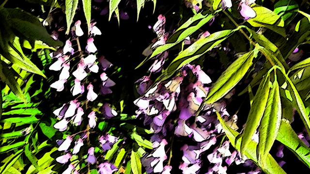 funky-edits-purple-flowers.png