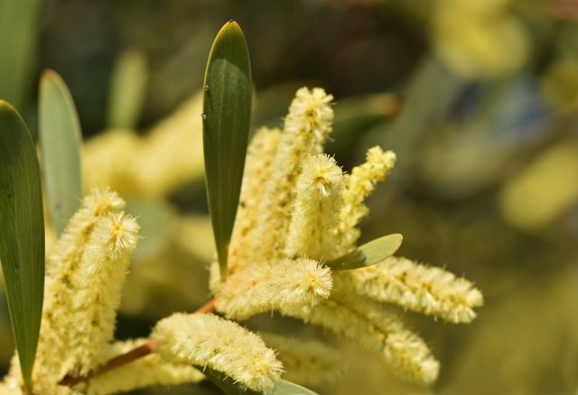 Acacia longifolia 3.jpg