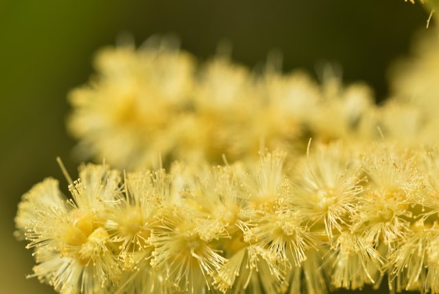 Acacia longifolia 2.jpg