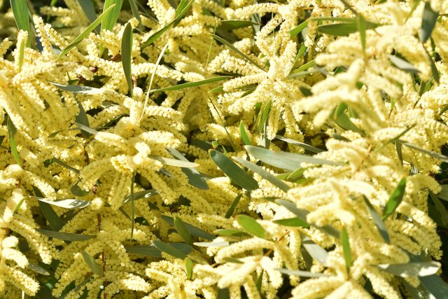 Acacia longifolia 1.jpg