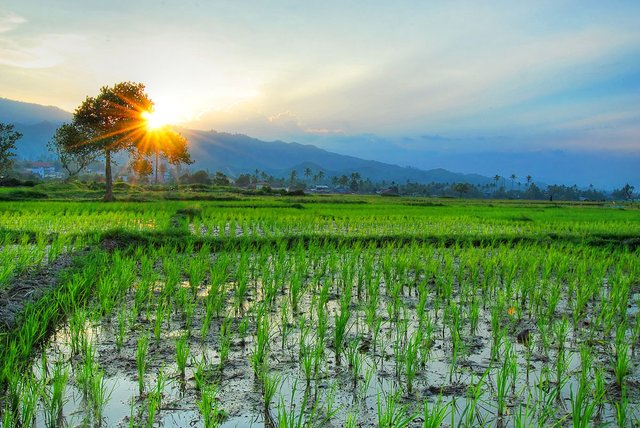 Resto-dengan-Pemandangan-Alam-Sawah-Terbaik-di-Bali.jpg