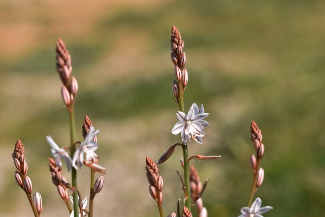 onionweed flowers.jpg