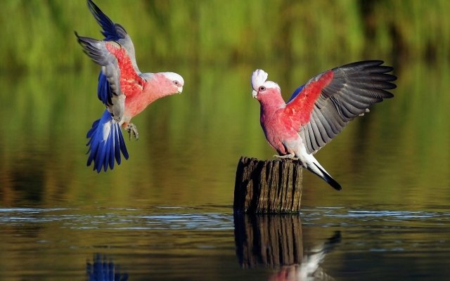 Parrots-HD-Wallpapers-Beautiful-Flying.jpg