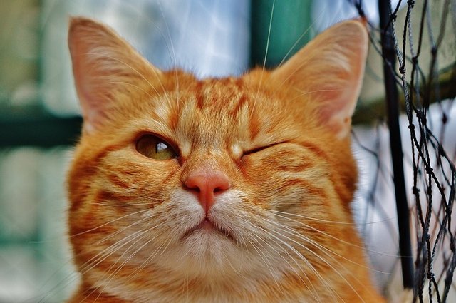 cat wink.jpg