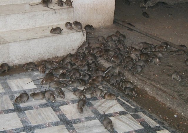 Rats.jpg