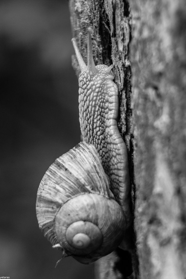 snail bw.jpg