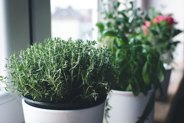 foodiesfeed.com_fresh-thyme-in-a-window.jpg