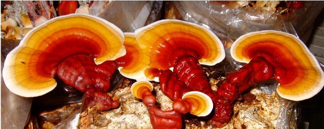 reishi.jpg