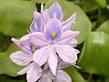 120px-Common_Water_hyacinth.jpg