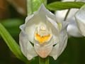 120px-Orchidaceae_-_Cephalanthera_longifolia-7.JPG