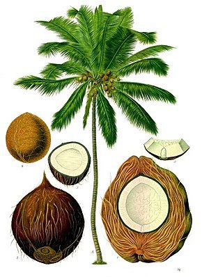 290px-Cocos_nucifera_-_Köhler–s_Medizinal-Pflanzen-187.jpg
