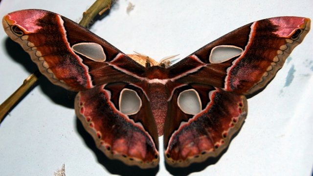 Mariposa-cuatro-espejos-1024x574.jpg