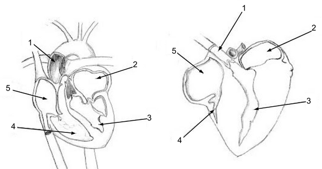 Human_Heart_vs_Chicken_Heart.png