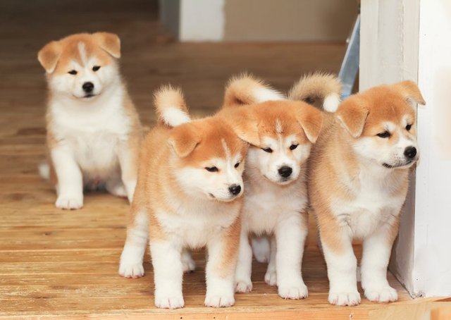 Four-puppies-of-Japanese-akita-inu-breed-dog.jpg