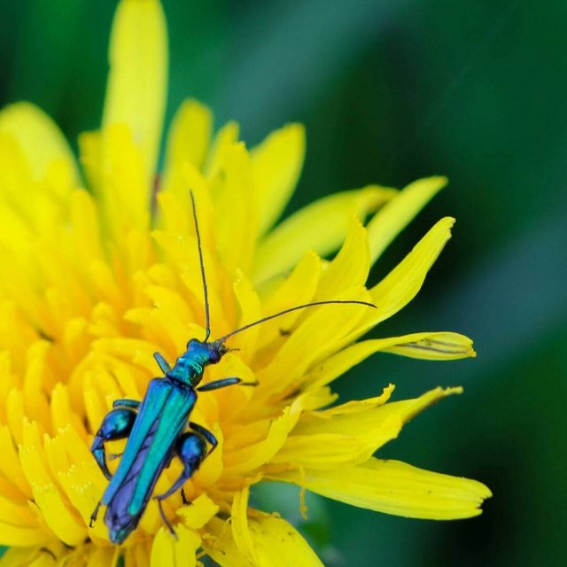 beauty insect and tellow flower.jpg