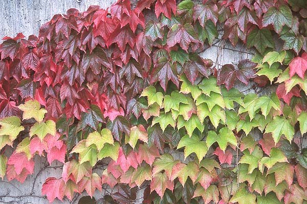 Parthenocissus-tricuspidataBostonIvy-autumn.jpg