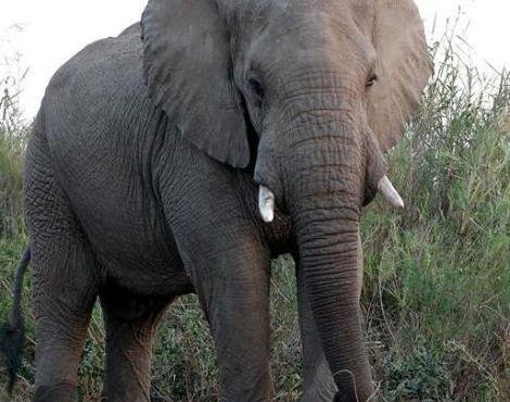 african_elephant.jpg