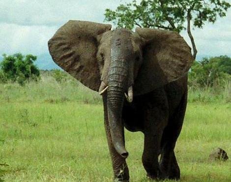 african_bush_elephant1.jpg