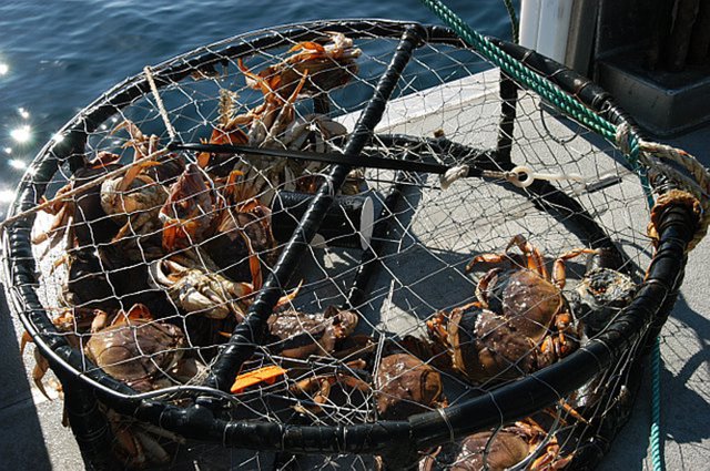 dungeness-crabs-in-a-crab-trap.jpg