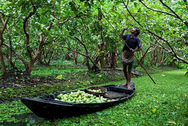 floating guava market (1).jpg