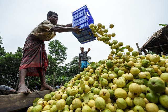 floating guava market (4).jpg