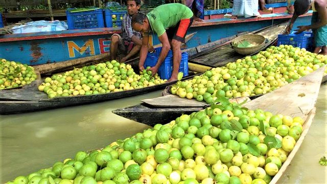 floating guava market (5).jpg