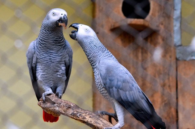 love-birds-1385853_960_720.jpg