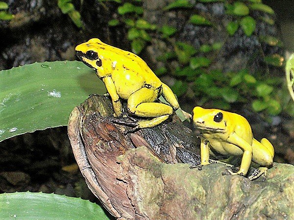 golden-poison-dart-frog600a.jpg