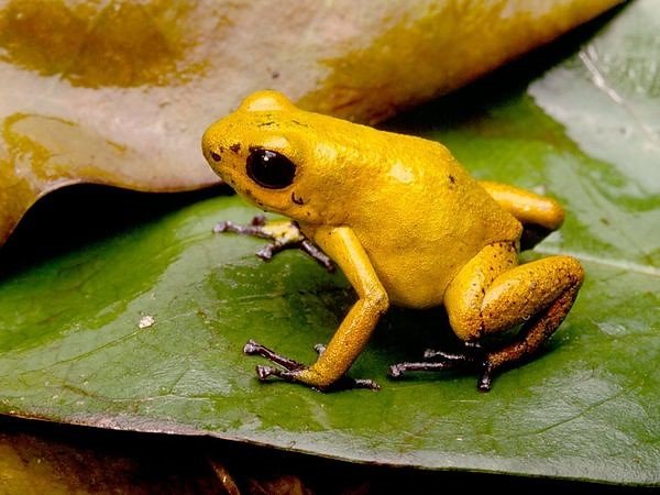 Golden-Poison-Dart-Frog.jpg