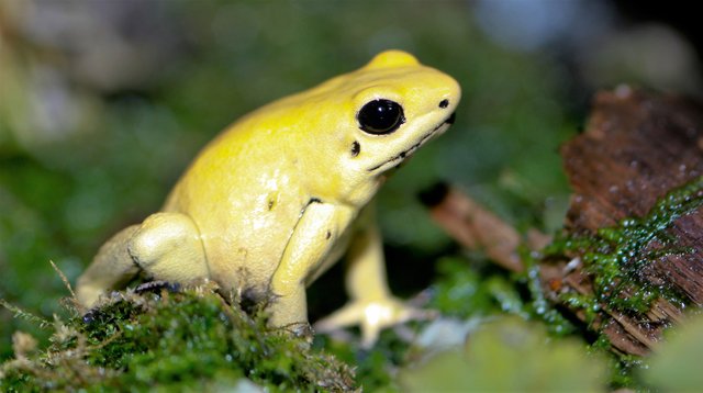 Golden_Poison_dart_frog_Phyllobates_terribilis.jpg