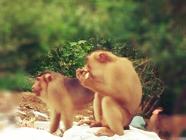 Mengenal Lebih Dekat Macaca Nemestrina Southern Pig Tailed