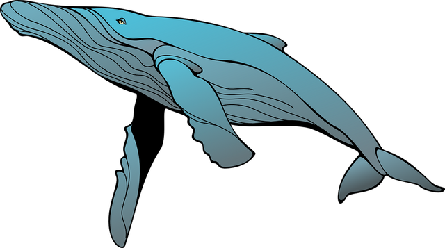 whale-48346_960_720.png