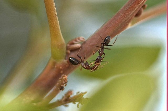 ant world.jpg