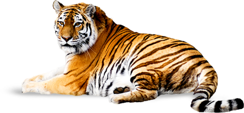 19-54-07-tiger_PNG23237.png