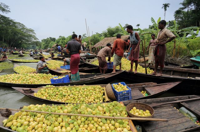 guava market (4).jpg