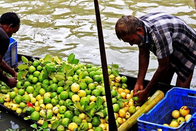 guava market (5).jpg