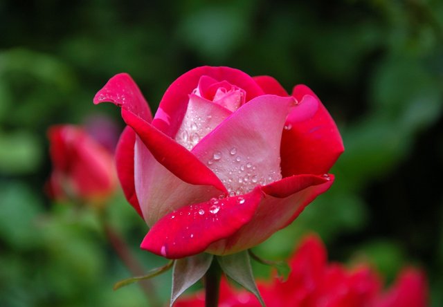 garden-rose-red-pink-56866~2.jpeg