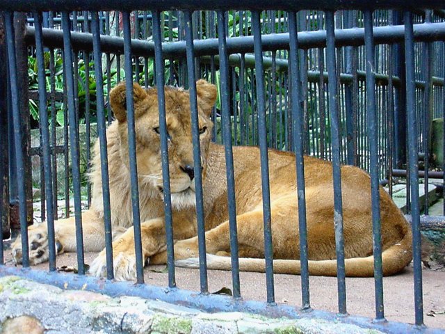 動物園 動物庇護所或虐待 Steemit
