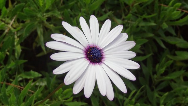 flower6.JPG