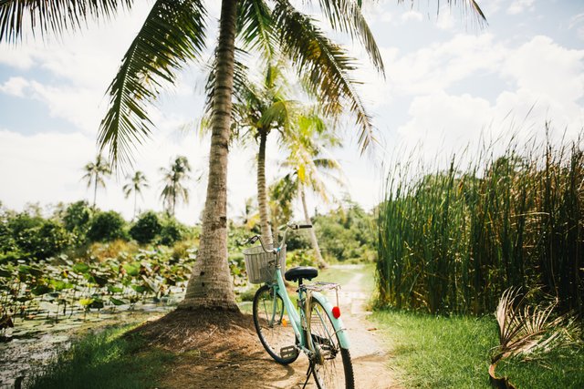 tree-palm-tree-bicycle-bike-jungle-palm-131982-pxhere.com.jpg