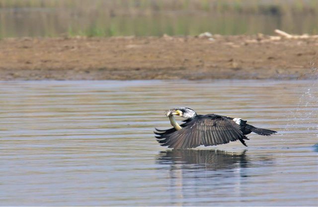 A Greater Cormorant with an eel.jpg