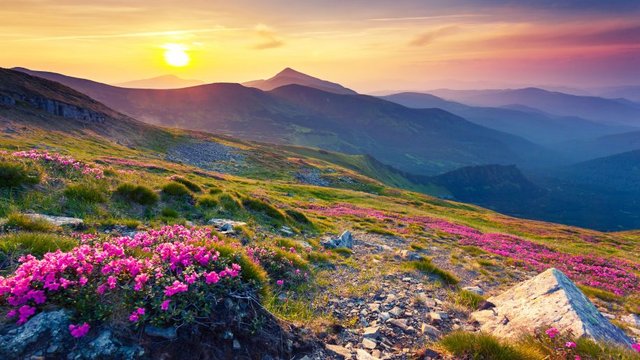 Pink-Magic-Rhododendron-Blumen-Berg-Carpathian-Mountains-Mountain-range-in-Europa-Summer-Landscape-3840x2400-915x515.jpg