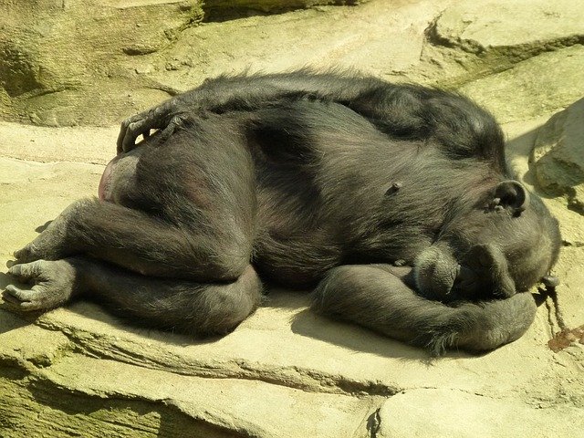 chimpanzee-1041892_640.jpg