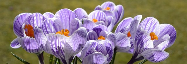 crocus-2139773_1280.jpg