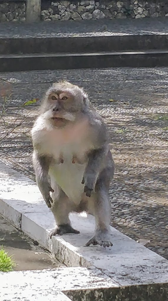 monkey standing.jpg